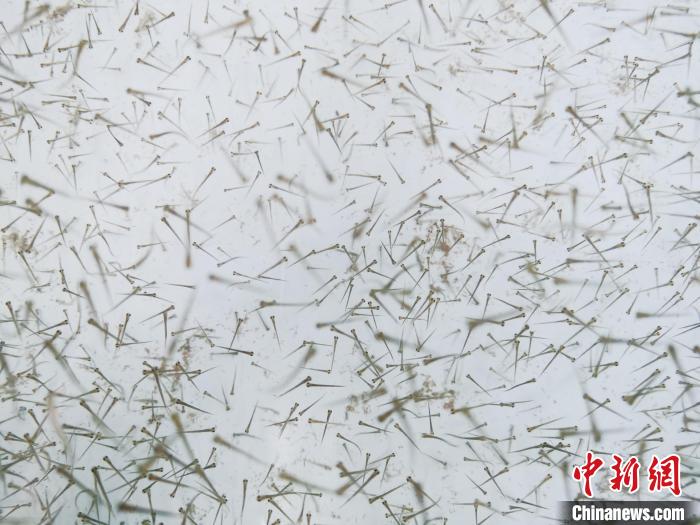 圖為魚苗?！執砀?攝