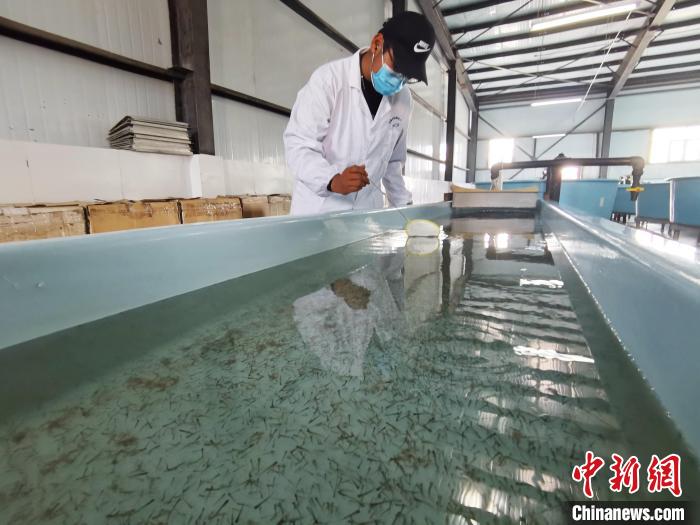 圖為工作人員檢查魚苗?！執砀?攝