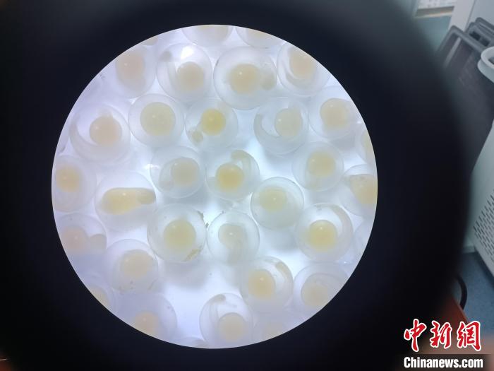 圖為顯微鏡下的魚卵?！∏嗪：沲幘茸o中心 供圖