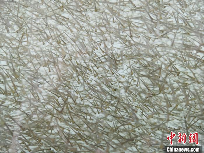 圖為密集分布的魚苗。　張添福 攝