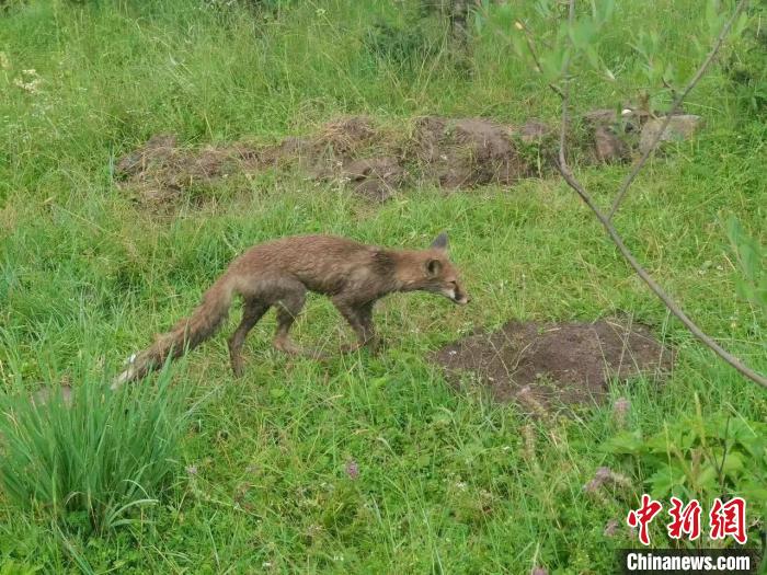 青?；ブ骄戎鷩叶壉Ｗo野生動物赤狐
