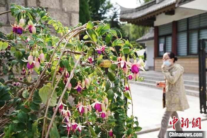 圖為市民在西寧園林植物園內觀賞花卉。　馬銘言 攝
