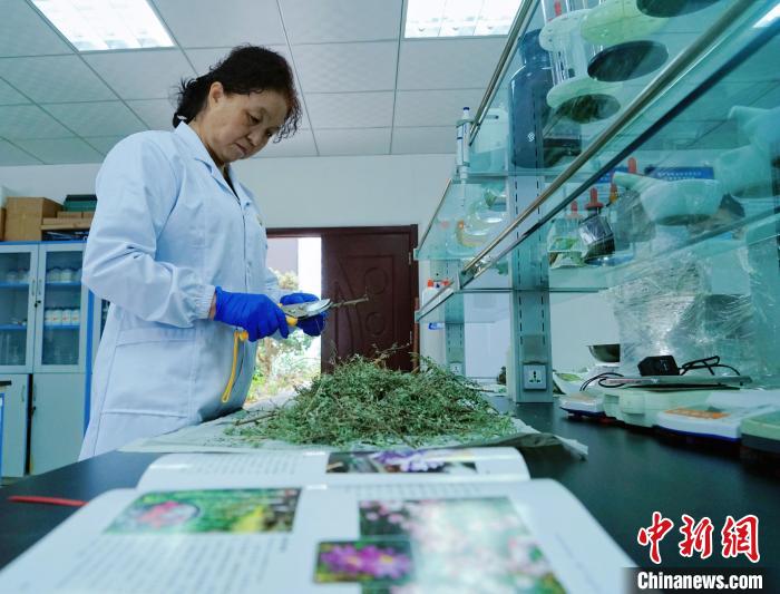 圖為張錦梅在實(shí)驗(yàn)室工作。　馬銘言 攝