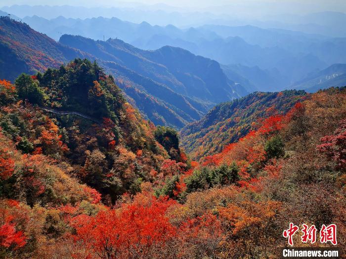 巴山大峽谷漫天紅葉。　張平 攝