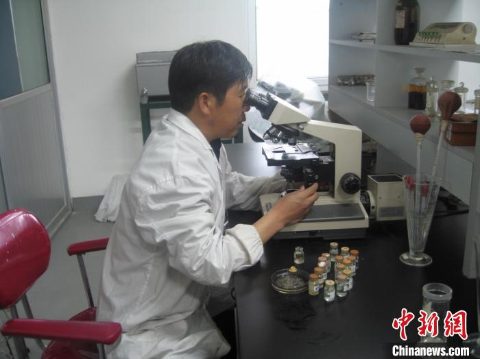 資料圖為研究團隊進行實驗室寄生蟲分類鑒定。　 青海省畜牧獸醫科學院供圖