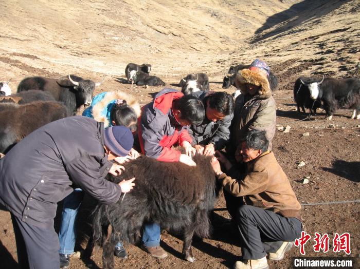 資料圖為研究團隊在青南高原地區開展了牦牛寄生蟲病流行病學和防治技術研究。　 青海省畜牧獸醫科學院供圖
