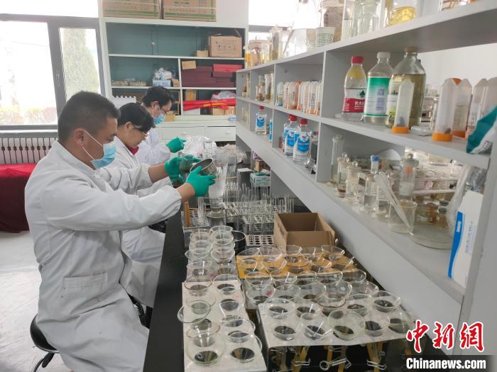 資料圖為研究團隊進行樣本檢查?！?青海省畜牧獸醫科學院供圖