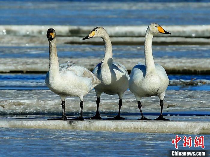 圖為三只天鵝在湖面上曬太陽?！『螁⒔?攝