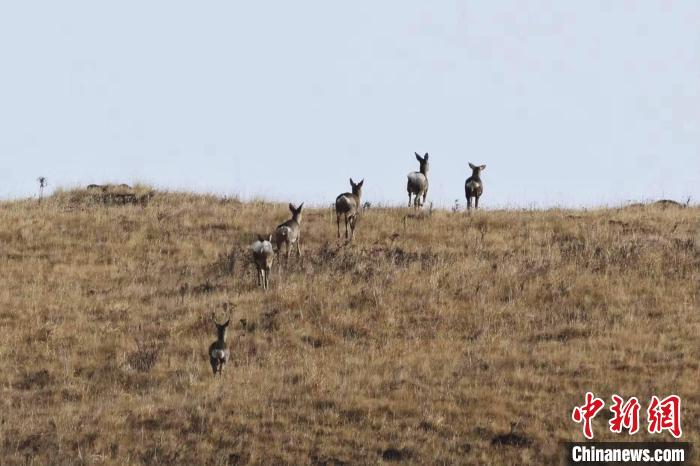 圖為狍鹿在山坡上漫步。　才項南加 攝