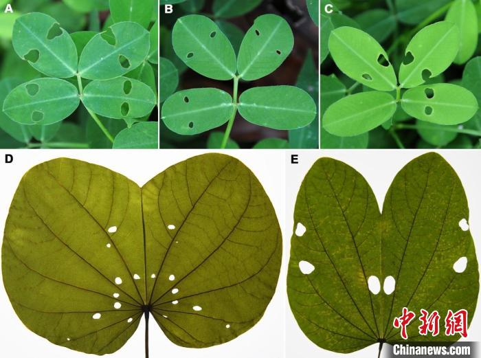 圖為現生植物葉片在夜晚合攏后被咬出的“蟲眼” 云南大學古生物研究院供圖