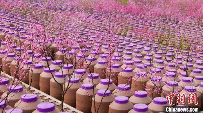 桃花和酒壇相映成趣?！∫足?攝