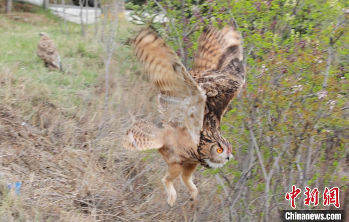 圖為西寧野生動物園救護的雕鸮在西寧市放歸大自然?！●R銘言 攝