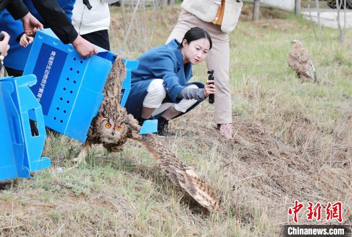 圖為西寧野生動物園救護的雕鸮在西寧市放歸大自然?！●R銘言 攝
