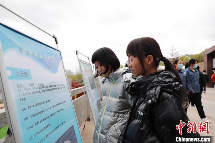 圖為學生通過展板了解青海常見鳥類?！●R銘言 攝