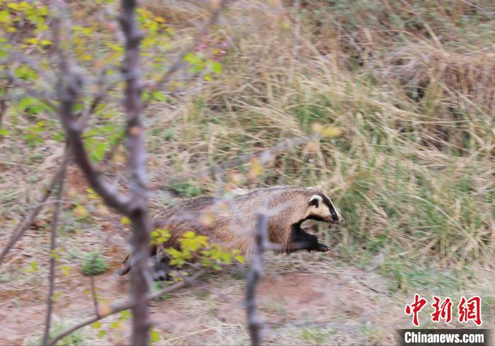 圖為西寧野生動物園救護的狗獾在西寧市放歸大自然?！●R銘言 攝