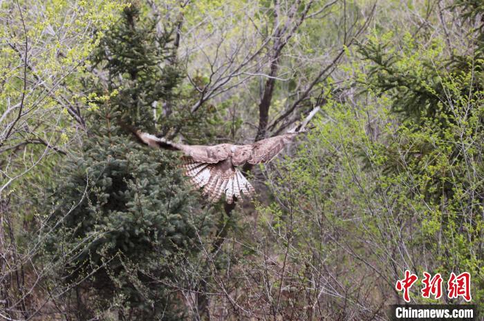 圖為西寧野生動物園救護的大鵟在西寧市放歸大自然?！●R銘言 攝