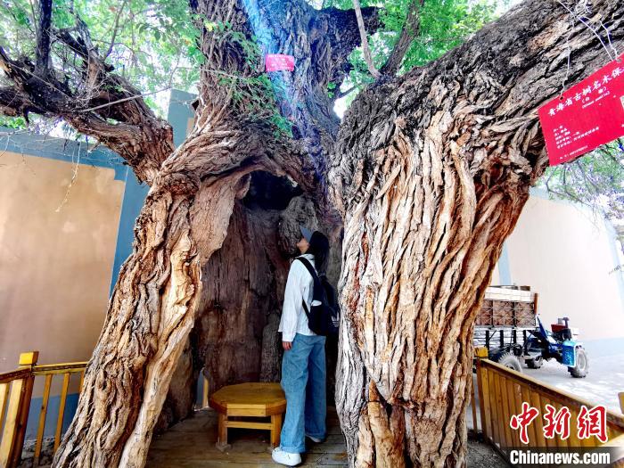青海海東市阿河灘地質文化村：古樹新枝、丹山碧水