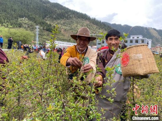 圖為當地農牧民進行藏雪茶采摘比賽。　王劍輝 攝