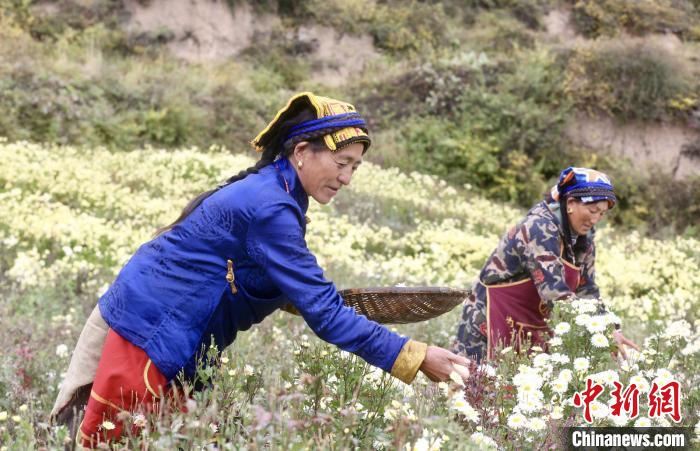 黑水村民在采摘杭白菊。桐鄉市宣傳部提供