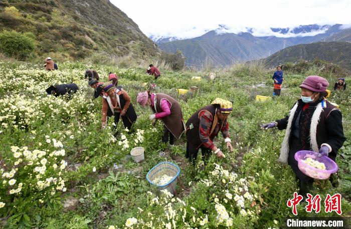“落戶”黑水的杭白菊。桐鄉市宣傳部提供