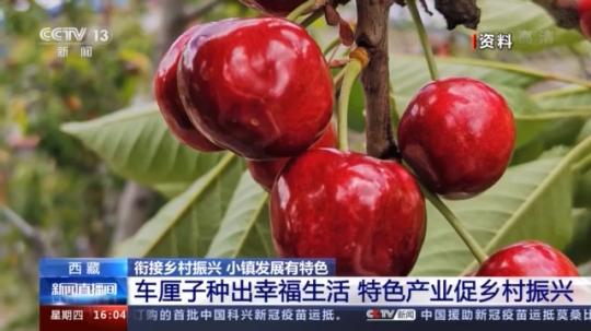 種蘑菇、養(yǎng)駱駝...。。特色產(chǎn)業(yè)助力鄉(xiāng)村振興走新路