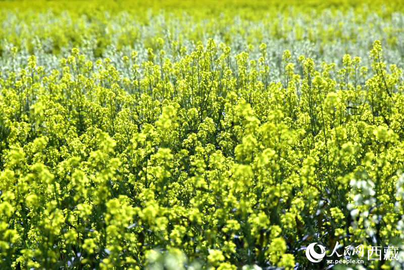 盛開的小油菜花。人民網(wǎng) 李海霞攝