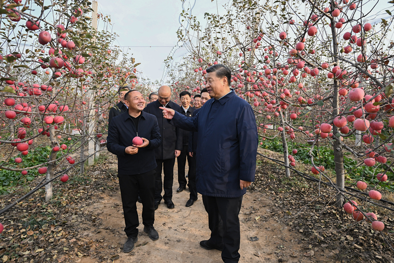 2022年10月26日，習(xí)近平總書記在陜西省延安市安塞區(qū)高橋鎮(zhèn)南溝村的蘋果園里同老鄉(xiāng)們親切交流。