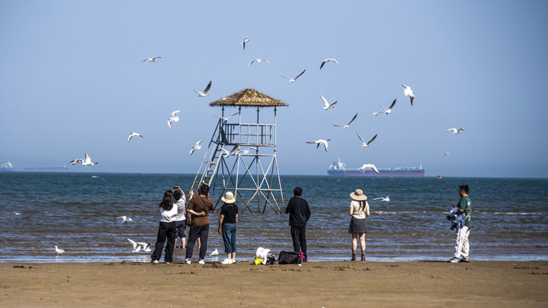 2024年5月12日，河北秦皇島，北戴河鴿子窩公園成群海鷗在天空中自由翱翔，與大海、藍天構成了一幅美麗的畫卷。