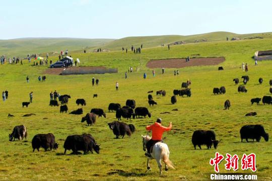 甘肅甘南藏區“綠色蝶變”原生態旅游引眾“打卡”