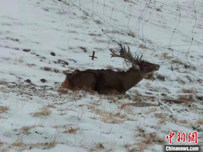長江源頭區域一只“受困”白唇鹿獲救