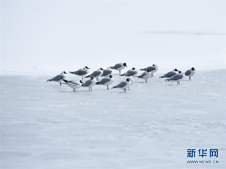 （環境）（1）雪后青海湖