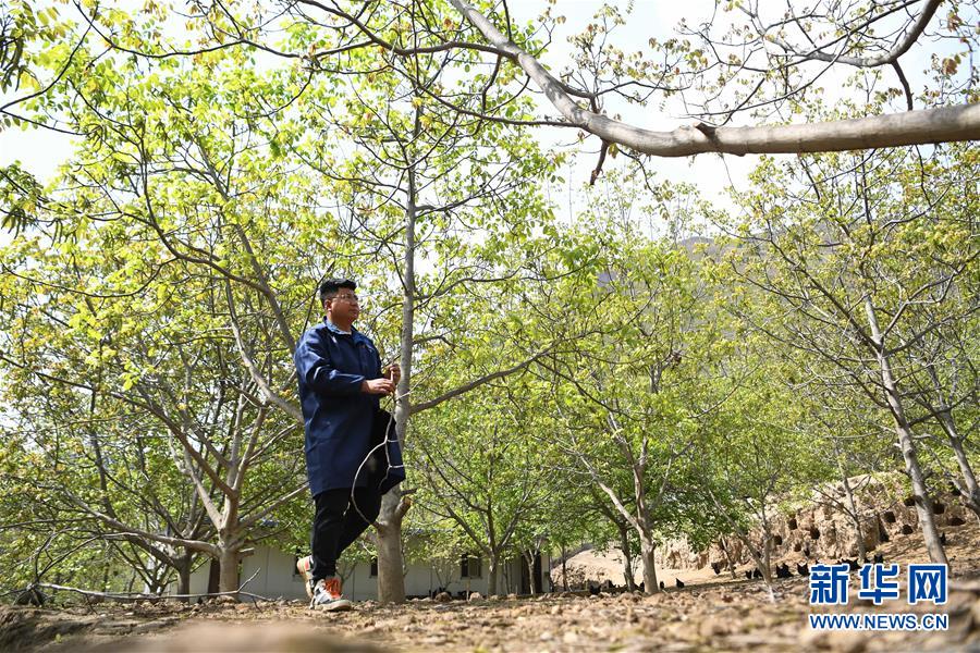 （脫貧攻堅·圖片故事）（1）“90后新農人”的返鄉致富路