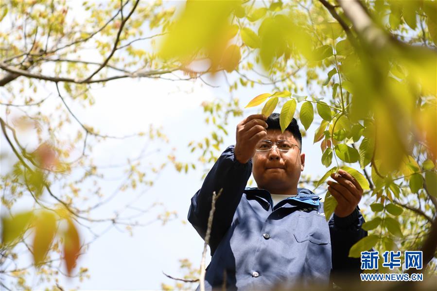 （脫貧攻堅·圖片故事）（4）“90后新農人”的返鄉致富路