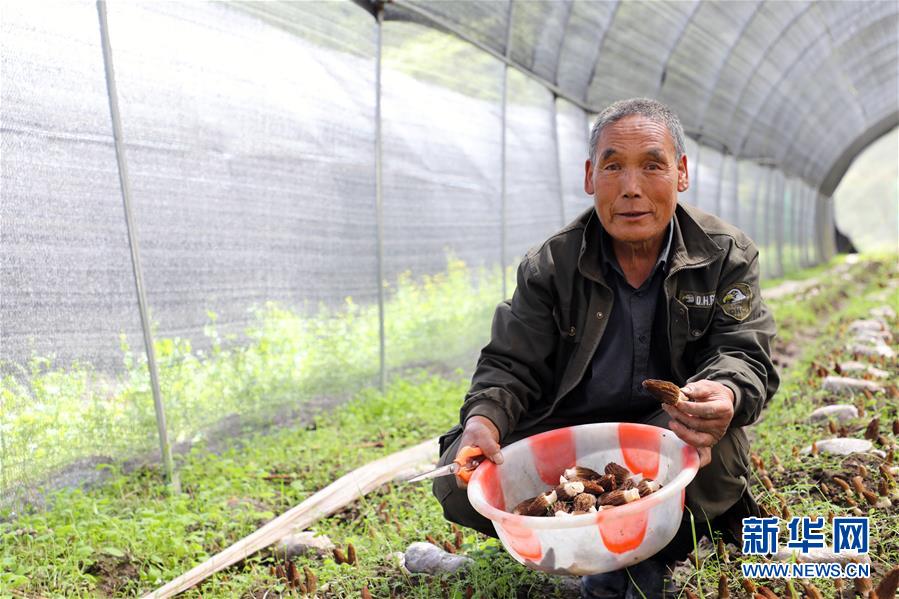 （經濟）（2）甘肅：羊肚菌產業助農增收