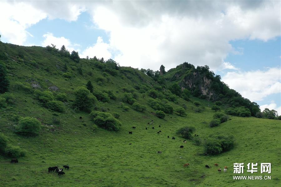 （新華視界）（5）甘肅舟曲：夏日藏鄉畫中景