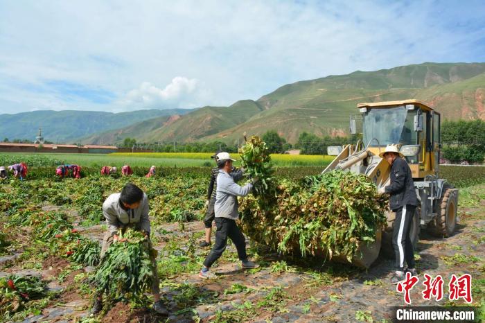 青海貴德：蔬菜產業敲開百姓幸福生活的大門