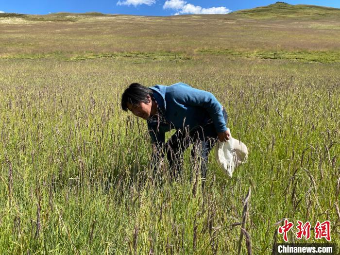 圖為多智正在自家牧場中撿垃圾。　李江寧 攝