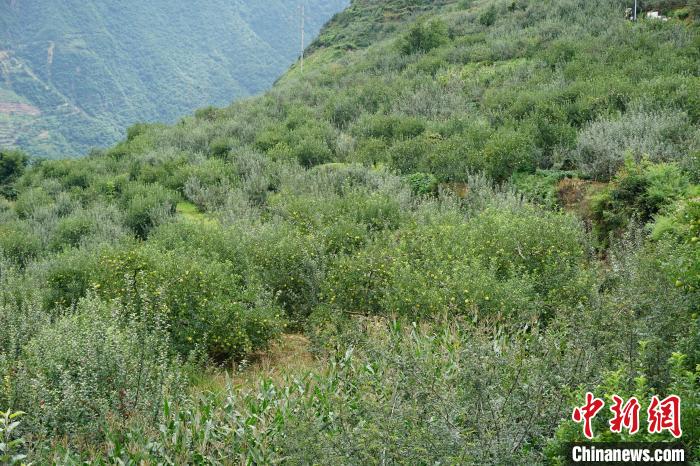 黃草坪村蘋果基地。　祝歡 攝