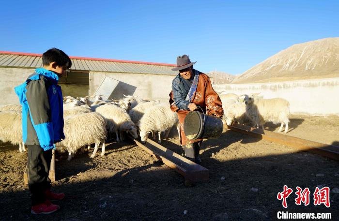圖為哇保和孫子正在喂羊。　才項什姐 攝