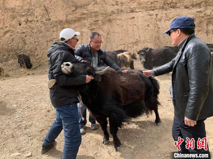 三江源頭“牛博士”：“投入性”養殖造福牧民回饋草地