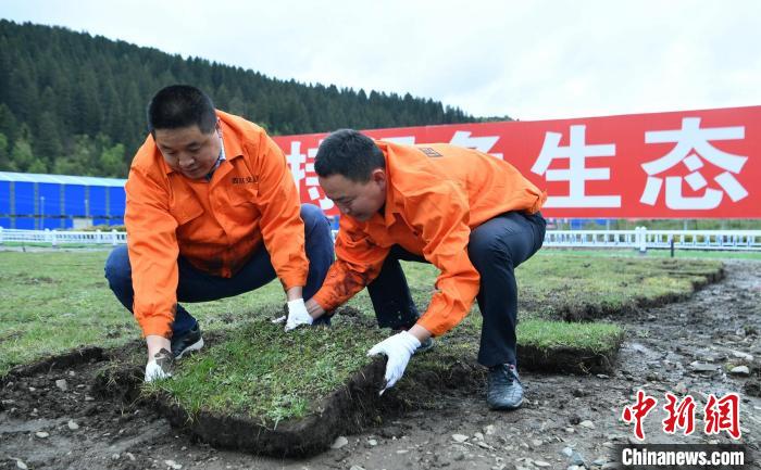 探訪久馬高速原生態植被恢復試驗基地：草甸回植助青藏高原生態保護