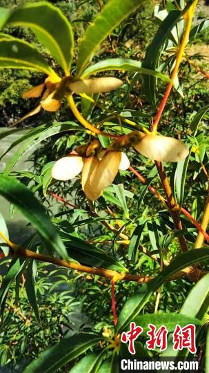 康定沙絨鄉境內發現的五小葉槭植物。　康定市委宣傳部供圖