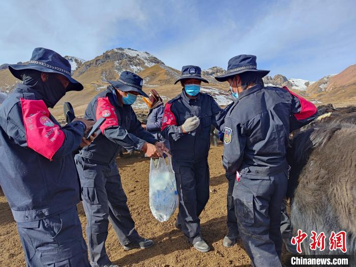 圖為義警隊(duì)員協(xié)助工作人員為牦牛接種疫苗。　青海果洛州瑪沁縣公安局下大武派出所供圖