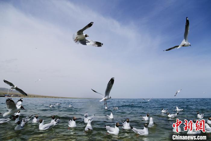 圖為水鳥在青海湖飛翔。　馬銘言 攝