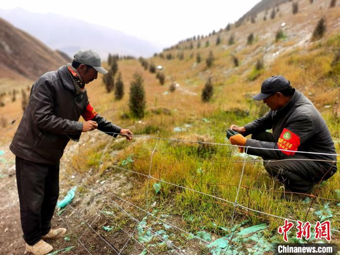 祁連山南麓“用羊種草”治生態“傷疤”