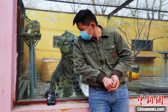 圖為雪豹“奶爸”史壽軍直播休息時與雪豹互動?！●R銘言 攝