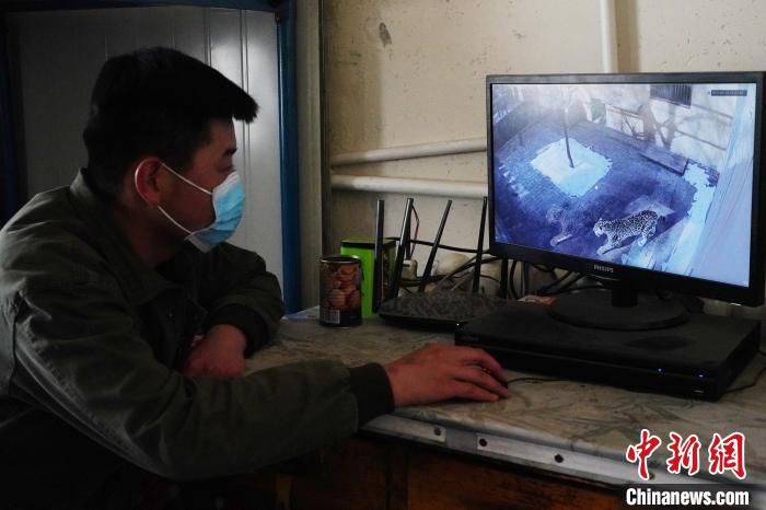 圖為雪豹“奶爸”史壽軍通過監(jiān)控察看雪豹情況?！●R銘言 攝