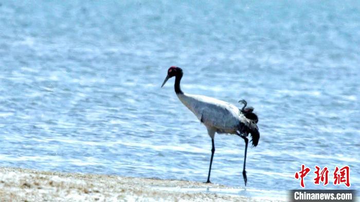 圖為黑頸鶴在青海湖畔散步?！《砣詹囟?攝