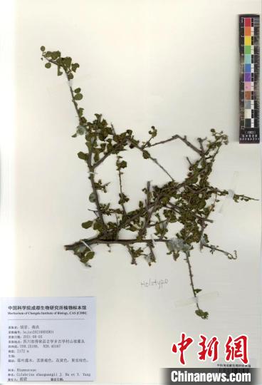 中國科研人員在橫斷山區發現植物新種旱谷蛇藤