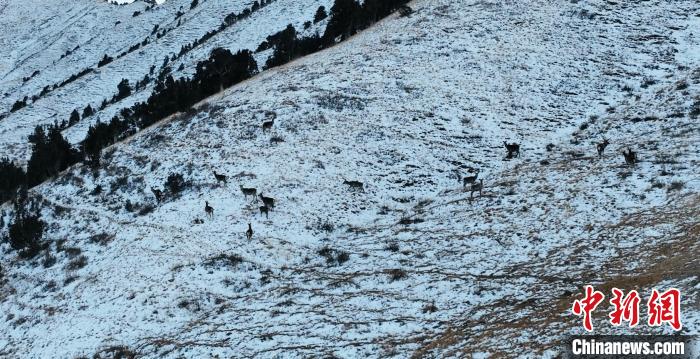 圖為巖羊和馬鹿集體在雪地里休憩?！《继m縣融媒體中心 供圖